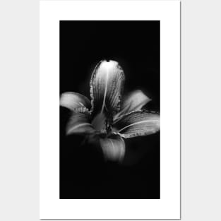 Flower with Black Background Posters and Art